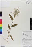登錄號:BS06661藏品圖，第1張