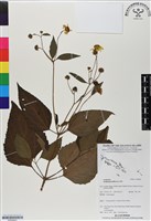 登錄號:BS06663藏品圖，第1張
