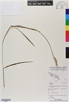 登錄號:BS06664藏品圖，第1張