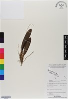 登錄號:BS06665藏品圖，第1張