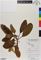登錄號:BS06667藏品圖，第1張