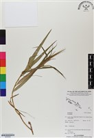 登錄號:BS06668藏品圖，第1張