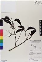 登錄號:BS06669藏品圖，第1張