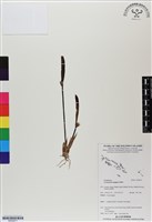 登錄號:BS06671藏品圖，第1張