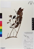 登錄號:BS06672藏品圖，第1張