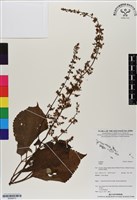 登錄號:BS06673藏品圖，第1張