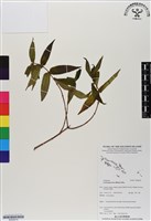 糯米團藏品圖，第1張