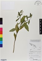 登錄號:BS06677藏品圖，第1張