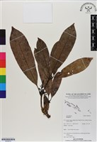 登錄號:BS06678藏品圖，第1張