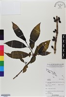 登錄號:BS06680藏品圖，第1張