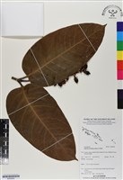 登錄號:BS06682藏品圖，第1張