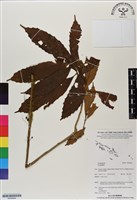 登錄號:BS06684藏品圖，第1張