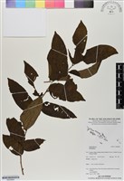 登錄號:BS06685藏品圖，第1張