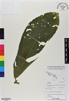 登錄號:BS06686藏品圖，第1張