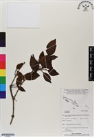 館號:BS06687藏品圖，第1張