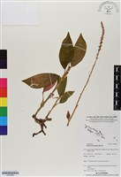 長橢圓葉伴蘭藏品圖，第1張