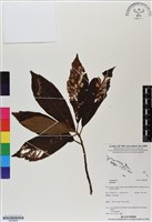 登錄號:BS06689藏品圖，第1張