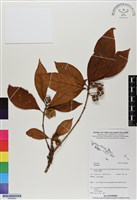 登錄號:BS06690藏品圖，第1張