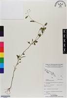 一枝香藏品圖，第1張