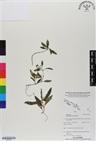 登錄號:BS06694藏品圖，第1張