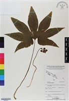 登錄號:BS06695藏品圖，第1張