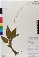 登錄號:BS06696藏品圖，第1張