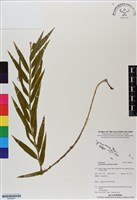 登錄號:BS06697藏品圖，第1張