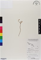 登錄號:BS06699藏品圖，第1張