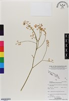 登錄號:BS06701藏品圖，第1張