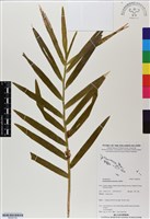 登錄號:BS06702藏品圖，第1張