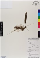 登錄號:BS06704藏品圖，第1張