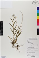 登錄號:BS06705藏品圖，第1張