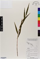 登錄號:BS06706藏品圖，第1張