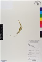 登錄號:BS06707藏品圖，第1張
