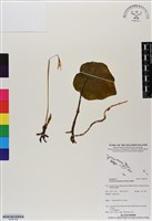 登錄號:BS06709藏品圖，第1張