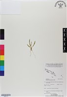 登錄號:BS06710藏品圖，第1張