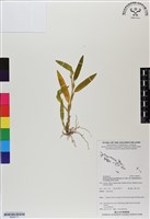 登錄號:BS06711藏品圖，第1張
