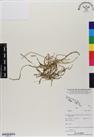 登錄號:BS06713藏品圖，第1張