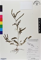 葉下珠、珠仔草藏品圖，第1張