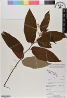 登錄號:BS06716藏品圖，第1張