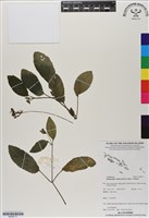 匍匐半插花藏品圖，第1張
