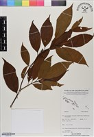 登錄號:BS06718藏品圖，第1張