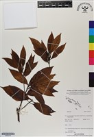 登錄號:BS06720藏品圖，第1張