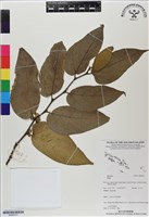 登錄號:BS06721藏品圖，第1張