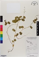登錄號:BS06722藏品圖，第1張