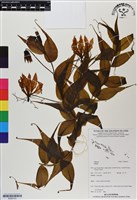 登錄號:BS06723藏品圖，第1張