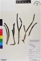 登錄號:BS06724藏品圖，第1張