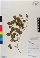 登錄號:BS06725藏品圖，第1張