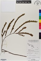 登錄號:BS06726藏品圖，第1張