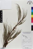 登錄號:BS06727藏品圖，第1張